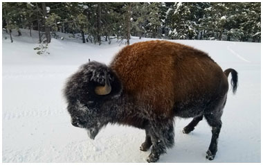 Yellowstone National Park